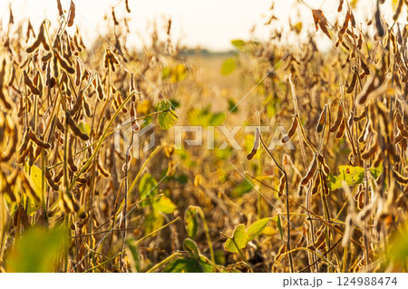 Soybean pods on the sunny field. Agricultural soy plantation. Soybean mature seeds Soybean pods on the sunny field. Agricultural soy plantation. Soybean mature seeds 124988474