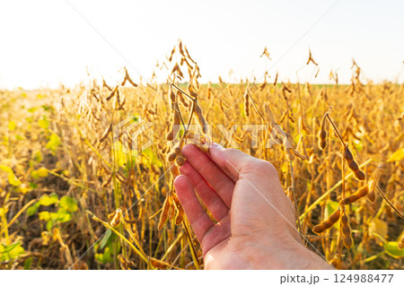 The farmer holds in his hand ripe soybean pods. Harvest of soy beans. A farm field sown with soybeans. Agricultural business The farmer holds in his hand ripe soybean pods. Harvest of soy beans. A farm field sown with soybeans. Agricultural business 124988477