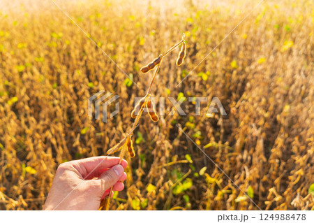 A man farmer holds a harvest of soy in his hands. Soybean pods on the sunny field. Agricultural soy plantation A man farmer holds a harvest of soy in his hands. Soybean pods on the sunny field. Agricultural soy plantation 124988478