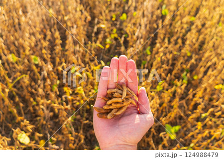 Farmer Holding ripe soybean pods in the field. Ripe soy pods. Agronomist farmer in an agricultural field. Agricultural business 124988479