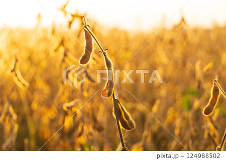 Ripe soybean plants in a soybean field at sunset. Ripening of soybeans. A beautiful image of soybeans in a field. Soft focus Ripe soybean plants in a soybean field at sunset. Ripening of soybeans. A beautiful image of soybeans in a field. Soft focus 124988502