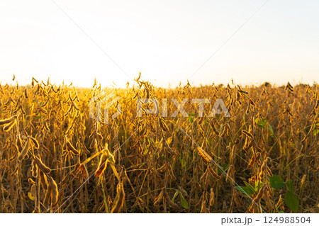 Beautiful soybean field at sunset. Harvesting soybeans. A beautiful view of the soybean field 124988504