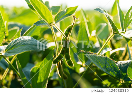 Beautiful soybeans hanging on the stalk. Close up of soybeans on a summer sunny day Beautiful soybeans hanging on the stalk. Close up of soybeans on a summer sunny day 124988510