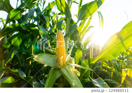 A selective focus picture of corn cob in organic field. A beautiful cob of corn hangs on the stalk. Yellow fresh cob of corn grown in the field 124988511