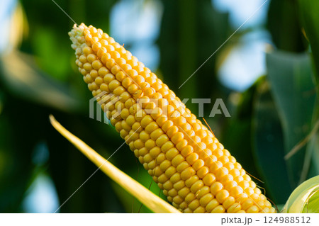 Close-up corn cob in corn plantation field. A beautiful image of a large yellow cob of corn Close-up corn cob in corn plantation field. A beautiful image of a large yellow cob of corn 124988512
