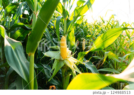 Corn cobs in corn plantation field. Beautiful organic corn field. A bright yellow cob of corn Corn cobs in corn plantation field. Beautiful organic corn field. A bright yellow cob of corn 124988513
