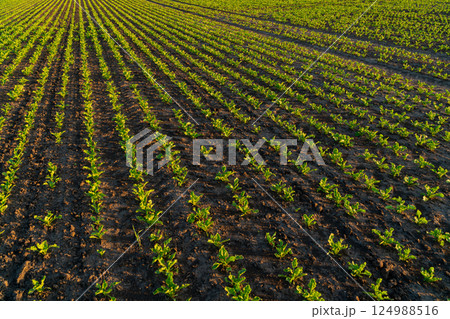 Beautiful lines with small beet sprouts. Sprouts of beet grow in the field in black soil. Beet field at sunset 124988516