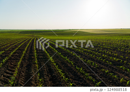Big corn field. A field with corn sprouts growing in the ground. Cultivation of sweet corn. Growing corn on an industrial scale Big corn field. A field with corn sprouts growing in the ground. Cultivation of sweet corn. Growing corn on an industrial scale 124988518