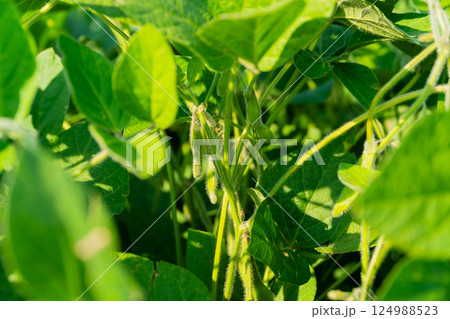 Close-up of grown soybeans. Green soybeans hanging on the stalk. Harvesting soybeans 124988523