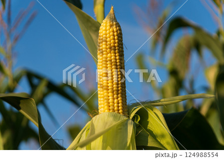 Corn ear develops under the sun against a backdrop of bright blue sky in a summer field, showcasing agricultural growth and abundance 124988554