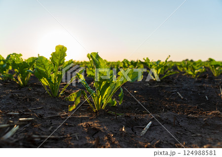 Sugar beet seedlings thrive in rich soil as the sun sets, casting a golden light across the cultivated field, highlighting agricultural growth Sugar beet seedlings thrive in rich soil as the sun sets, casting a golden light across the cultivated field, highlighting agricultural growth 124988581