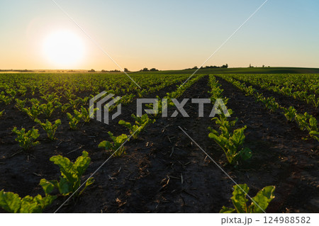Rows of vibrant sugar beets thrive in a cultivated field as the sun sets, creating a picturesque agricultural landscape 124988582