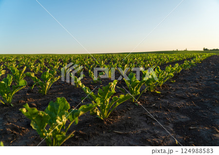 Sugar beet seedlings grow vigorously in neat rows as the sun sets over the expansive agricultural field Sugar beet seedlings grow vigorously in neat rows as the sun sets over the expansive agricultural field 124988583