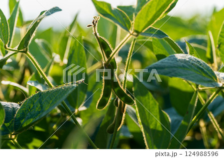 Robust soybean plants display green leaves and developing pods under warm sunlight in a rural agricultural field during harvest season Robust soybean plants display green leaves and developing pods under warm sunlight in a rural agricultural field during harvest season 124988596