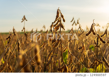 Soybean plants stand tall in a rural field as the sun sets, illuminating the ripened crops ready for harvesting in the evening light 124988597