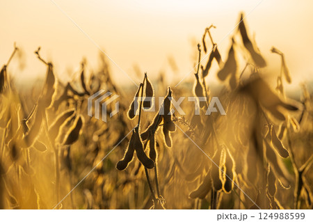 Soybean plants stand tall in a warm field,...の写真素材 [124988599] - PIXTA