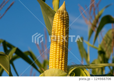 Stalks of vibrant corn stand tall against a bright blue sky, showcasing ripe ears filled with golden kernels ready for harvest 124988706