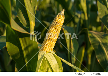 A single ear of corn ripens against a backdrop of vibrant green foliage, basking in the late afternoon sunlight in a serene field 124988709