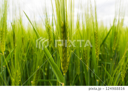 Tall green barley plants stretch towards the sky, with grains forming on each spike amidst a backdrop of overcast skies during summer Tall green barley plants stretch towards the sky, with grains forming on each spike amidst a backdrop of overcast skies during summer 124988816