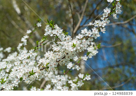 Delicate white blossoms flourish on branches under a bright blue sky, signaling the arrival of spring and new beginnings Delicate white blossoms flourish on branches under a bright blue sky, signaling the arrival of spring and new beginnings 124988839