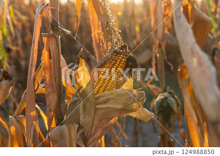 Radiant sunlight bathes the cornfield as golden ears of corn stand amidst dry stalks, signaling the harvest season in full swing 124988850