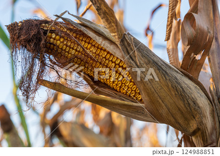 Sun-kissed corn stands towering in a tranquil autumn landscape, showcasing its rich golden kernels amidst fading foliage Sun-kissed corn stands towering in a tranquil autumn landscape, showcasing its rich golden kernels amidst fading foliage 124988851