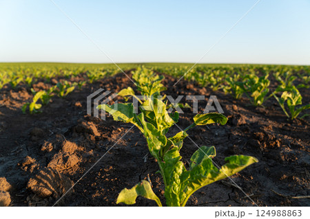 Lush spinach plants stretch across the open field, basking in gentle rays of sunset while the earth stands ready for growth Lush spinach plants stretch across the open field, basking in gentle rays of sunset while the earth stands ready for growth 124988863