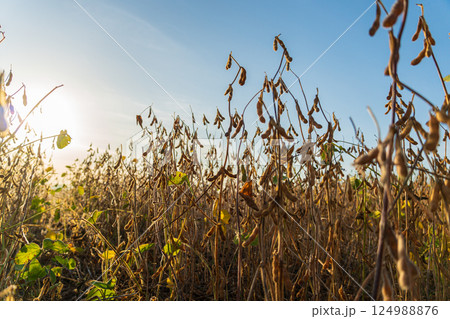 Sunlight bathes ripe soybean plants in a vast field, their pods swaying lightly in the warm evening breeze of autumn 124988876