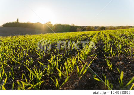 Vibrant green shoots emerge from rich soil as the sun rises, casting a warm glow over the landscape, heralding the start of a new day Vibrant green shoots emerge from rich soil as the sun rises, casting a warm glow over the landscape, heralding the start of a new day 124988893