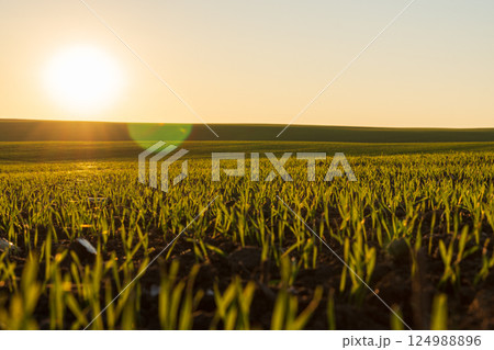 Golden sunlight bathes vibrant green shoots in early morning serenity across expansive farmland, signaling a fresh start to the day Golden sunlight bathes vibrant green shoots in early morning serenity across expansive farmland, signaling a fresh start to the day 124988896