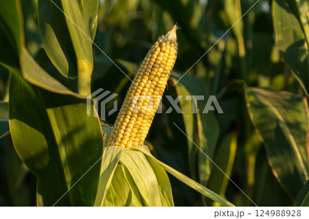 Golden corn cob surrounded by lush green leaves, illuminated by warm late afternoon sunlight on a farm Golden corn cob surrounded by lush green leaves, illuminated by warm late afternoon sunlight on a farm 124988928