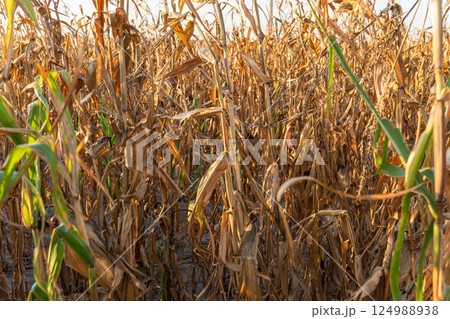 Cornfield shows tall, dried stalks bathed in warm sunlight, highlighting the harvest season's end in a rural setting 124988938