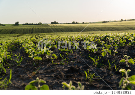Seedlings grow vigorously in rich soil on a vast farmlands under bright morning sun, showcasing agricultural prosperity and growth Seedlings grow vigorously in rich soil on a vast farmlands under bright morning sun, showcasing agricultural prosperity and growth 124988952