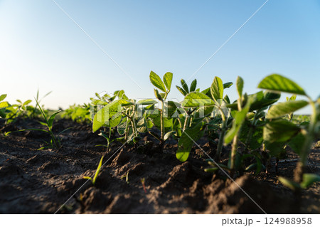 Small green plants rise from the rich soil in a field, basking in the sunlight of early morning, symbolizing growth and agriculture Small green plants rise from the rich soil in a field, basking in the sunlight of early morning, symbolizing growth and agriculture 124988958