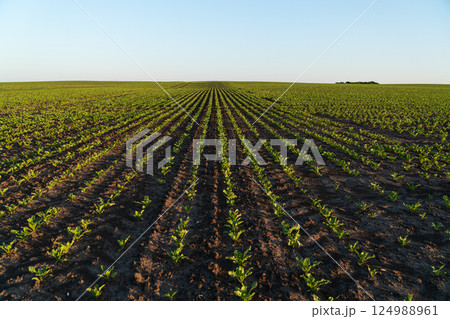 Lush green crops grow in neat rows across a wide agricultural field, soaking in the warm afternoon light in a rural landscape 124988961