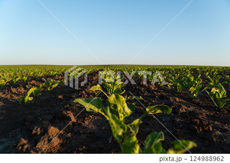 Lush green plants stretch across a wide field, basking in sunlight on a clear day, showcasing the beauty of rural agriculture 124988962