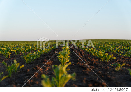 Vibrant green crops grow in neatly organized rows across fertile land under a clear blue sky during early morning 124988967