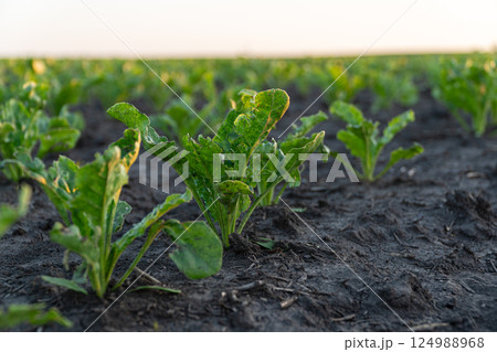 Young beet greens thrive in a rich, dark soil field under a warm sunset, highlighting the beauty of agricultural farming practices Young beet greens thrive in a rich, dark soil field under a warm sunset, highlighting the beauty of agricultural farming practices 124988968