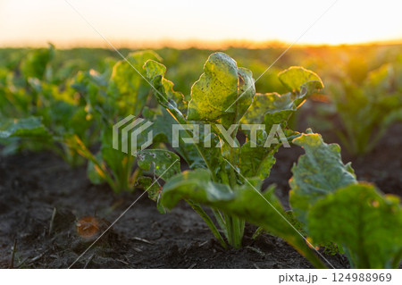 Rows of vibrant green beet leaves bask in the warm golden light of sunset, signaling the end of a productive day in the field Rows of vibrant green beet leaves bask in the warm golden light of sunset, signaling the end of a productive day in the field 124988969