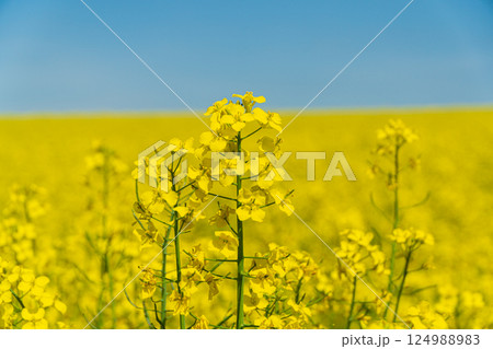 Vibrant yellow blossoms fill a vast field stretching to the horizon on a sunny spring day, creating a picturesque natural landscape 124988983