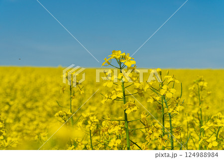 Yellow flowers flourish in a large field, creating a vibrant landscape against a clear blue sky during the spring season Yellow flowers flourish in a large field, creating a vibrant landscape against a clear blue sky during the spring season 124988984