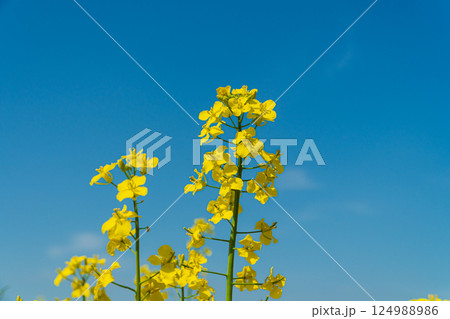 Vibrant yellow flowers stretch towards a clear blue sky, signaling the arrival of spring in a serene outdoor setting Vibrant yellow flowers stretch towards a clear blue sky, signaling the arrival of spring in a serene outdoor setting 124988986