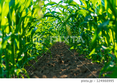 Rows of healthy corn plants stretch high toward the sunlight, creating a lush green pathway full of life and growth in summer Rows of healthy corn plants stretch high toward the sunlight, creating a lush green pathway full of life and growth in summer 124988995