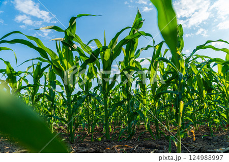 Corn plants thrive in a bright, sunny field under a clear blue sky, showcasing their lush green leaves and healthy growth 124988997
