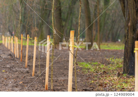 Young tree saplings are secured with wooden stakes in a muddy forest area, as nature awakens in early spring 124989004