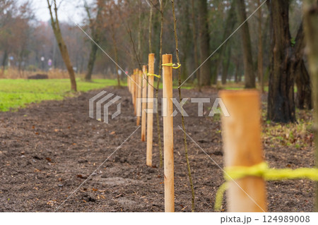 Young trees are being planted in a park area, with wooden stakes marking their positions. The ground is freshly turned and surrounded by trees 124989008