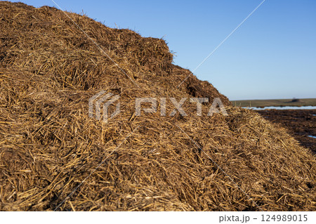 Large mound of straw sits in an open field under a clear blue sky, illuminated by bright morning sunlight 124989015