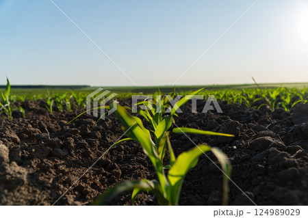 Green corn seedlings emerge from rich soil, basking in sunlight, indicating the growth potential of summer crops in an agricultural field 124989029