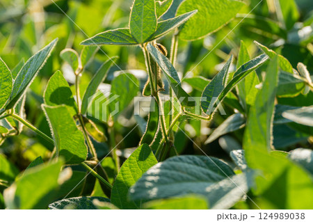 Sunlight filters through lush soybean plants, showcasing vibrant green leaves in a prosperous field during late spring 124989038
