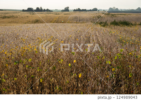 In the early light of dawn, expansive fields of ripening crops showcase hues of brown and hints of yellow, creating a peaceful rural atmosphere 124989043